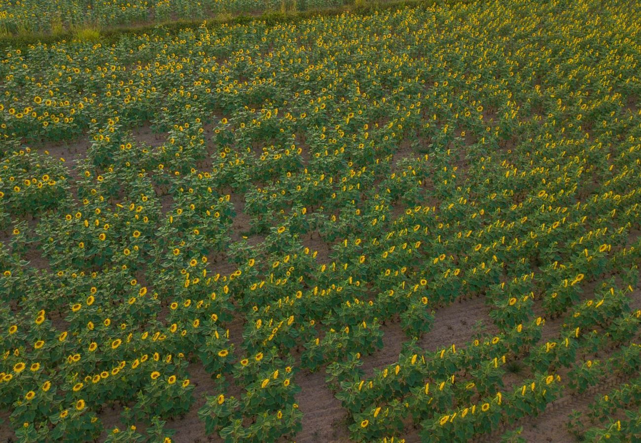 Villa a Lucca - Valle del Sole Winery Farmhouse