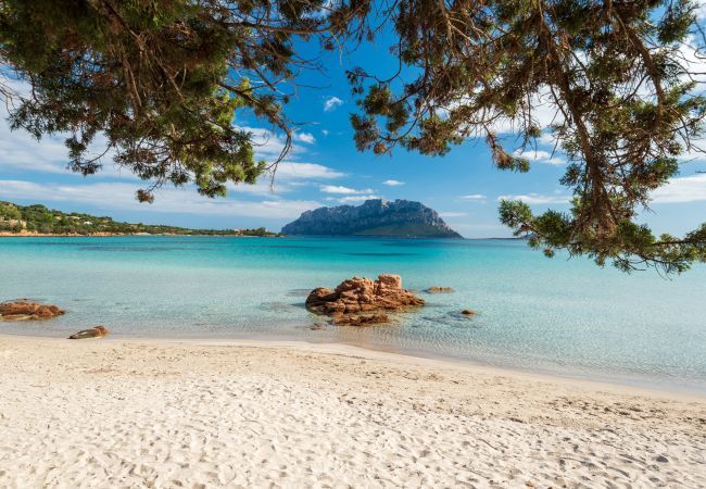 Villa in Olbia - Villa Majra - fantastischer Pool mit Blick auf Tavolara