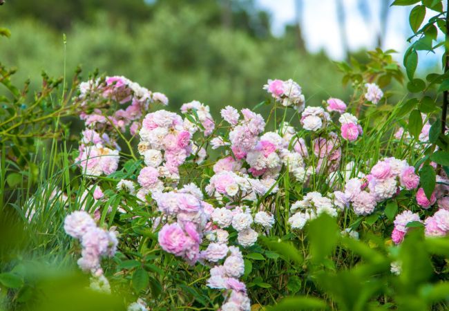 Villa in Capannori - Citrus Charm Farmhouse Villa in Capannori - Citrus Charm Farmhouse