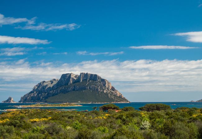 Ferienwohnung in Porto San Paolo - Il Poggio 18 – Ferienhaus mit Pool auf Sardinien