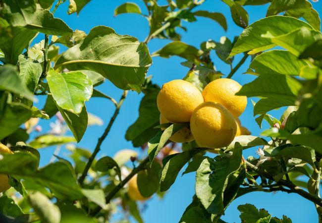 Villa in Porto San Paolo - Villa Pogelia Villa in Porto San Paolo - Villa Pogelia