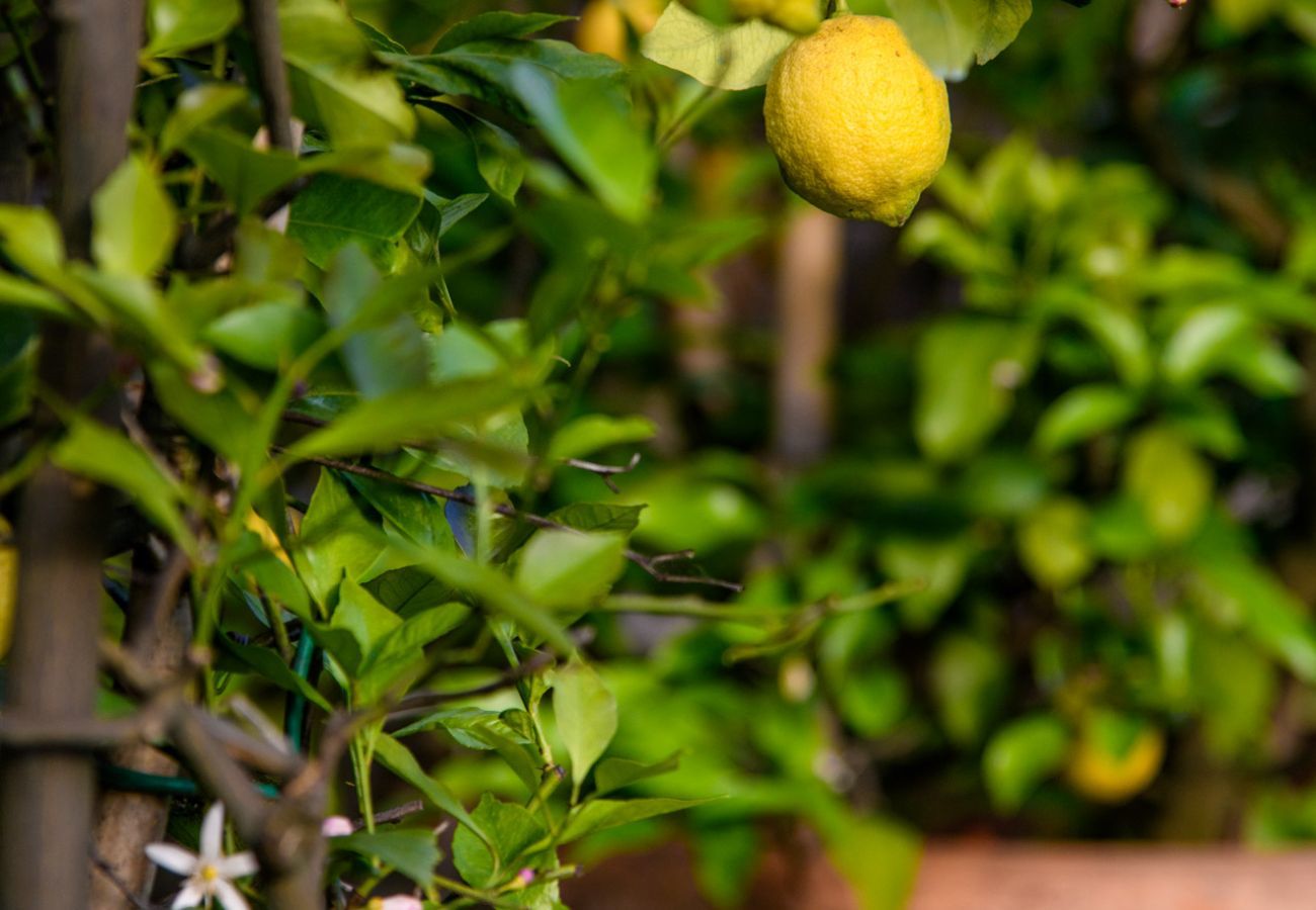 Villa in Capannori - Citrus Charm Farmhouse