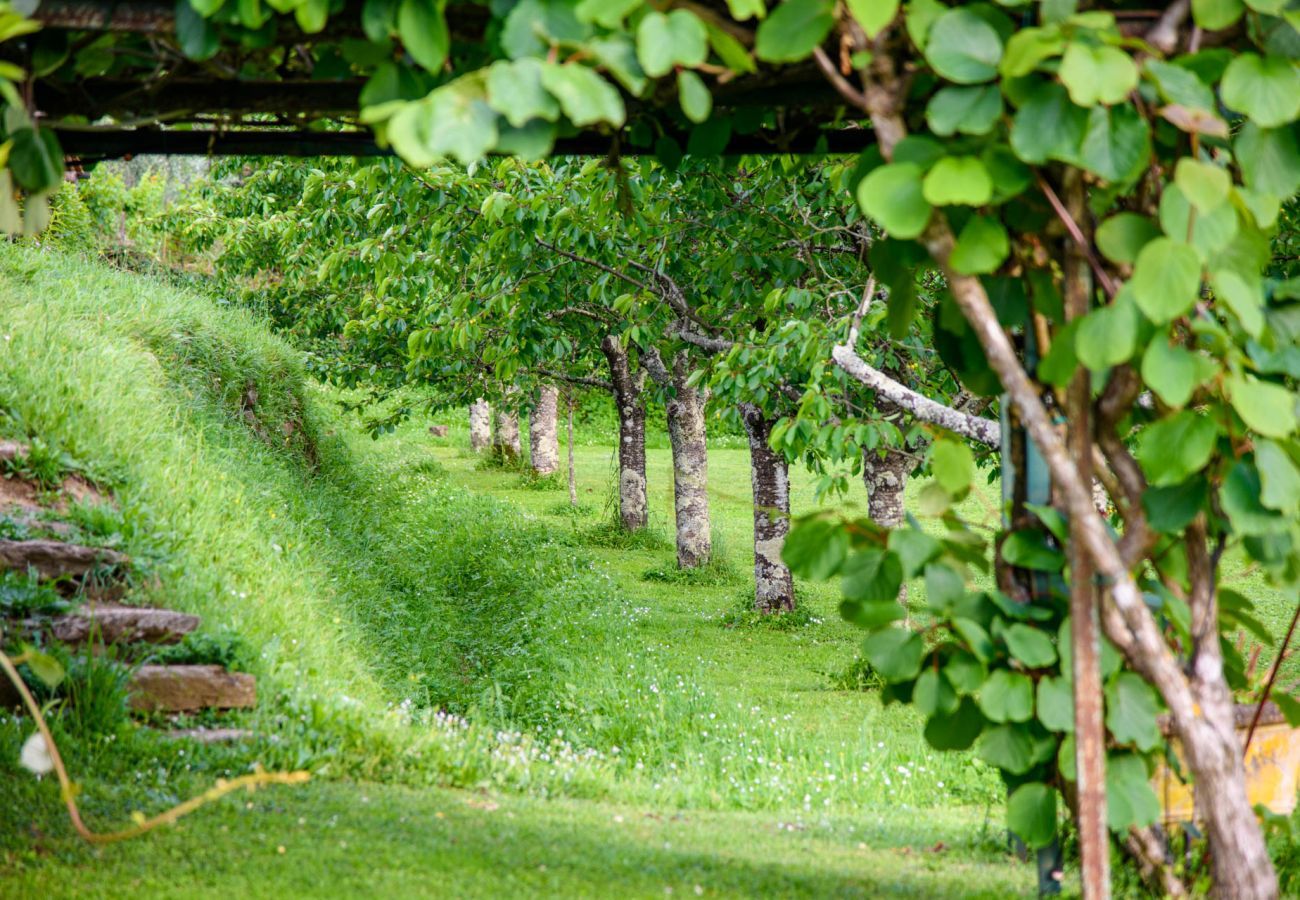 Villa in Capannori - Citrus Charm Farmhouse