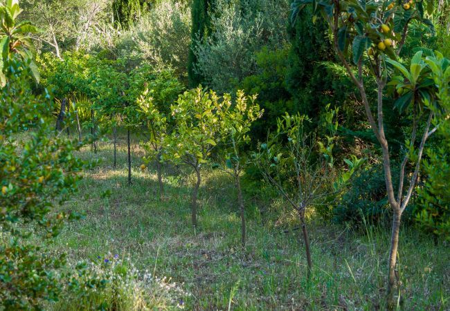 Chalet in Olbia - Country Lodge Chalet in Olbia - Country Lodge