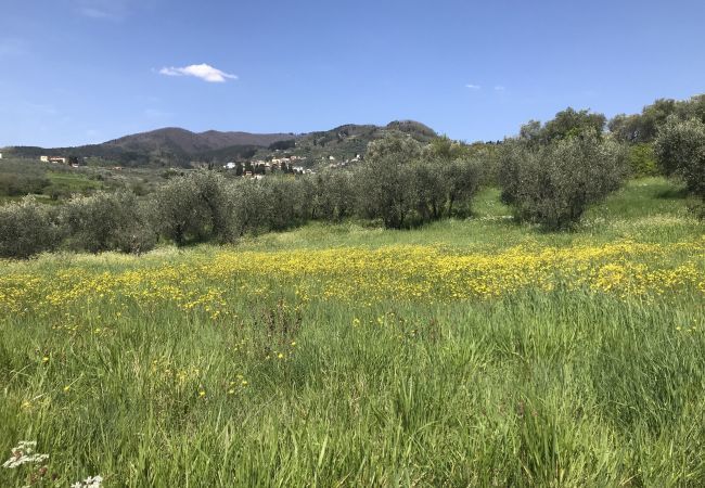 Apartment in San Gennaro - Casa San Gennaro at Borghetto Farmhouse Apartment in San Gennaro - Casa San Gennaro at Borghetto Farmhouse
