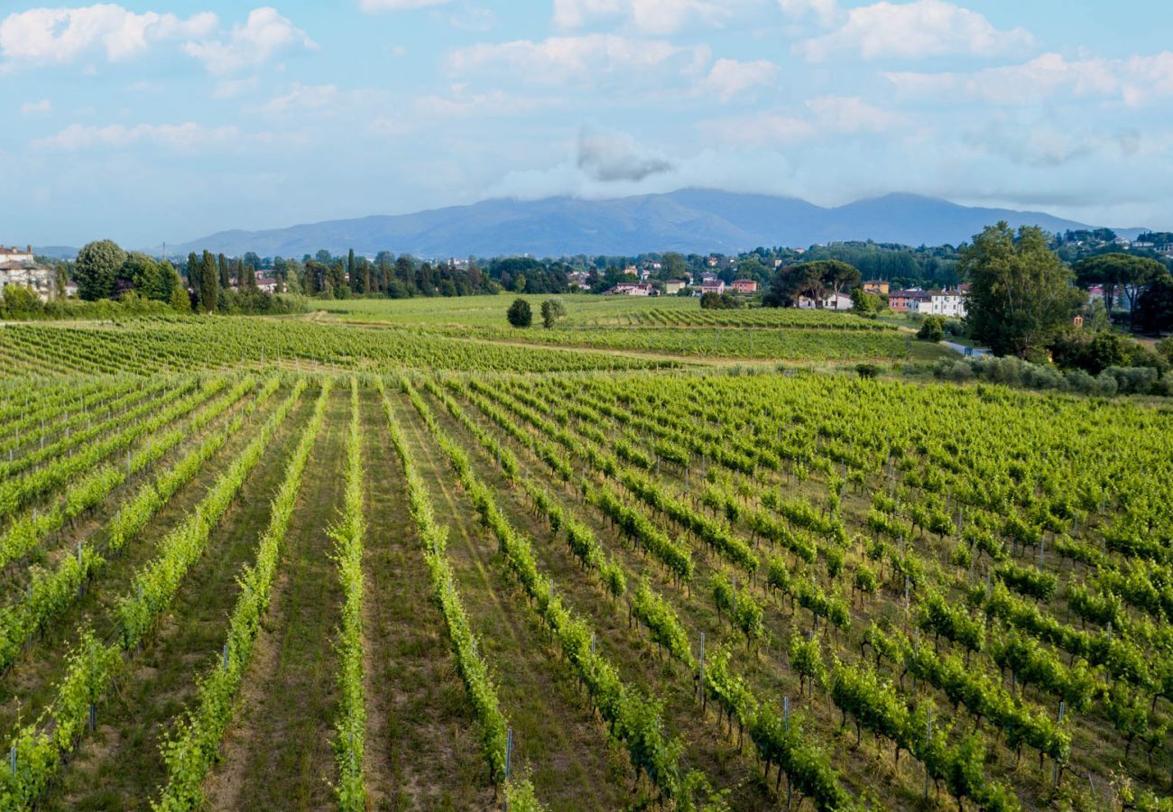 Villa in Monte San quirico - 3 Bedrooms Farmhouse with Shared Pool in the Fattoria Sardi Wine Resort in Lucca