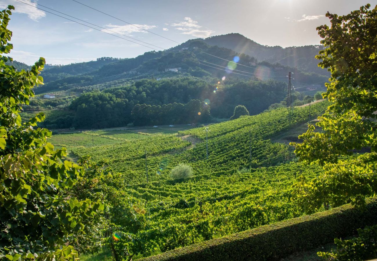 Villa in Lucca - Valle del Sole Winery Farmhouse