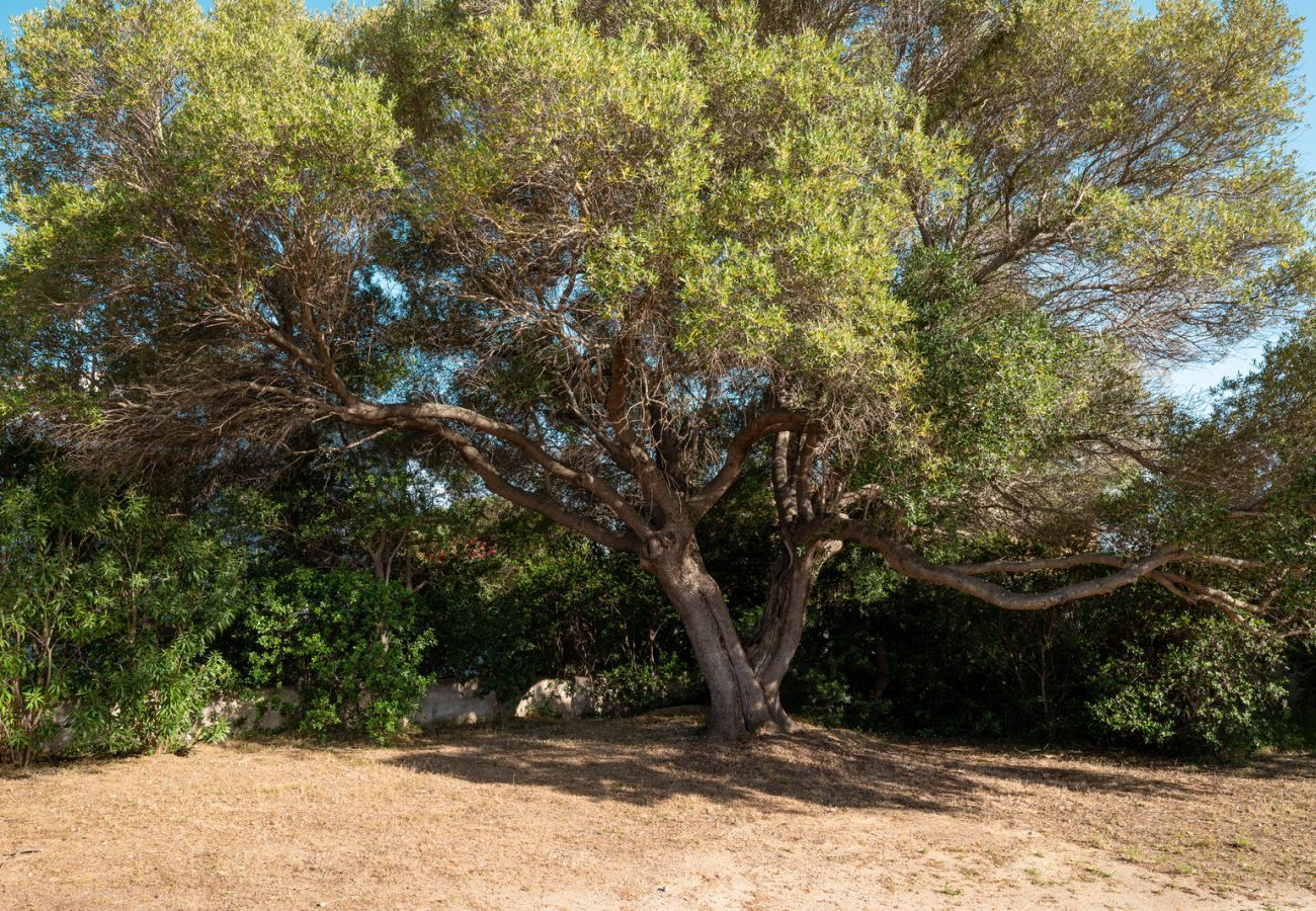Chalet in Olbia - Villa Olivastro