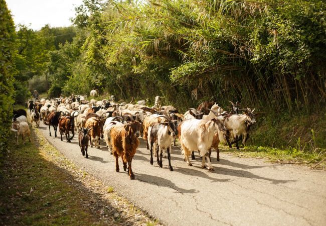 Villa à Capannori - Melograno Farmhouse Villa à Capannori - Melograno Farmhouse