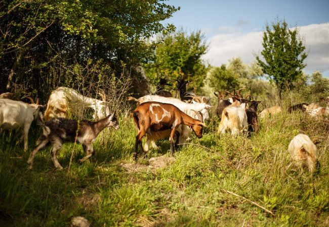 Villa à Capannori - Melograno Farmhouse Villa à Capannori - Melograno Farmhouse