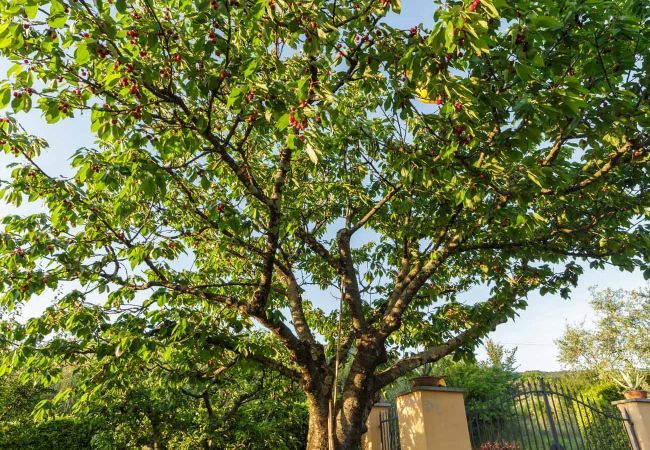 Villa à Capannori - Melograno Farmhouse Villa à Capannori - Melograno Farmhouse