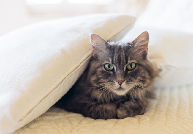 Villa à Borgo a Mozzano - Gran Burrone Castle Villa à Borgo a Mozzano - Gran Burrone Castle